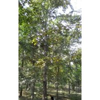 長期供應26公分銀杏樹