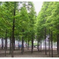 江蘇水杉樹價(jià)格