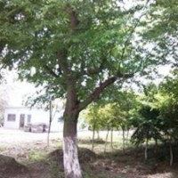 供應(yīng)15公分樸樹