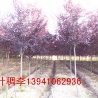 紫葉稠李3--4-5cm