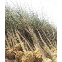 國槐、法桐、合歡、垂柳