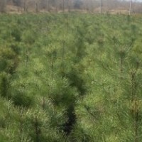 供應(yīng)1米油松