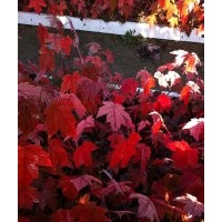 美國(guó)紅楓出售