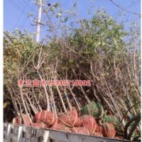 金葉女貞價(jià)格低河北木蘭苗木種植基地