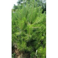 油松營養(yǎng)體大苗銷售