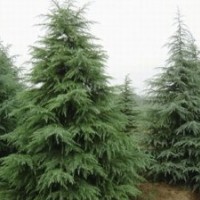 湖南雪松｜益陽雪松－益陽有亮苗木