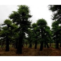 供應(yīng)嫁接榆樹，紫薇，羅漢松，楊梅，香樟樹，桂花