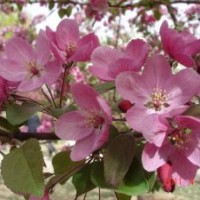 亞當(dāng)海棠，舞美海棠，亞當(dāng)海棠根接苗及接穗