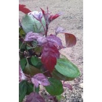 大花葉海棠，小花葉海棠，珠穆朗瑪海棠及接穗