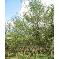 水石榕供應(yīng)