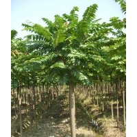 麻楝供應(yīng) 靚貨