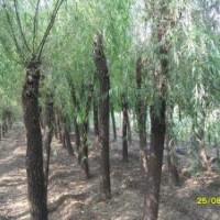 白蠟、法桐、國(guó)槐、櫻花、紫葉李、欒樹(shù)、黑松、油松、五角楓、紅