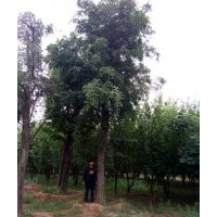 供應(yīng)15—60公分大規(guī)格皂角、皂角小苗