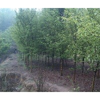 供應(yīng)1—20公分木瓜樹、木瓜苗、木瓜種子