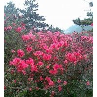 供應(yīng)杜鵑、映山紅、叢生杜鵑、盆景杜鵑、杜鵑樹樁