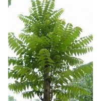 供應(yīng)1—30公分香椿、香椿樹、臭椿、臭椿樹、香椿苗