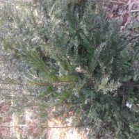 長(zhǎng)期供應(yīng)香樟紅豆杉銀杏苗木