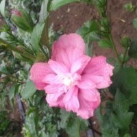 江蘇紅花木槿價格木槿基地銷售