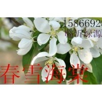 供應(yīng)春雪海棠、紅瑪瑙海棠、高原之火海棠、梨花海棠、木瓜海棠