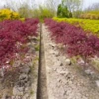 石榴紅羽毛楓 紅楓品種 優(yōu)質(zhì)紅楓 紅楓出售 紅楓盆景