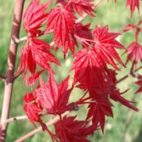 日本紅楓紅舞妓 供應(yīng)紅楓 紅楓苗圃 紅楓苗圃 紅楓習(xí)性