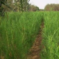 1.5-3米油松_價格￥200.00/棵