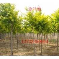 金葉榆