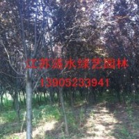 供應(yīng)苗木女貞,紅葉李,紫薇