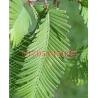 榔榆價(jià)格，杜仲價(jià)格，楓楊價(jià)格