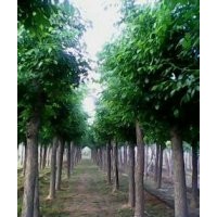 供應(yīng)國槐 白蠟 合歡