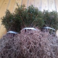 東北紅豆杉2年籽播苗高10-17公分