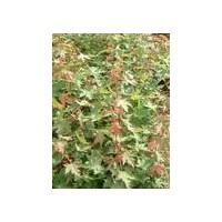 五角楓 皂角苗 梨樹(shù)苗 欒樹(shù) 油松苗