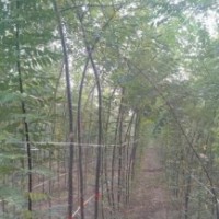 現(xiàn)金銷售3公分國(guó)槐