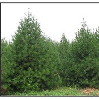 供應內蒙古本地綠化景觀苗木國槐