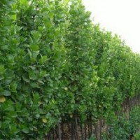 山東北海道黃楊 青州北海道黃楊