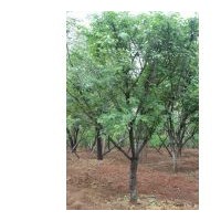 陜西西安五角楓 樸樹(shù) 云杉