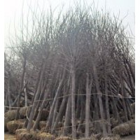 國槐白蠟最新庫存