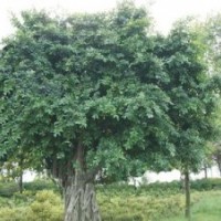 小葉榕小苗批發(fā)