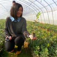 安徽高產(chǎn)油茶定點(diǎn)育苗基地，安徽油茶樹苗批發(fā)