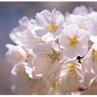 供應(yīng)6-10公分櫻花樹