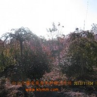 供應(yīng)6-10公分龍爪槐