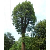 供應(yīng)骨架移栽香樟