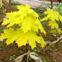 供應(yīng)王族海棠 光輝海棠 皇家雨點(diǎn)海棠 紫葉稠李