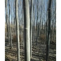供應(yīng)一年生新疆楊2--5公分新疆楊