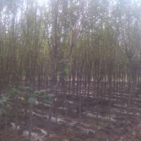 急出售樹形木槿3-5公分一萬顆