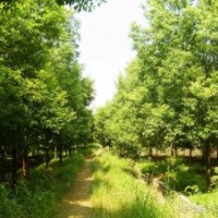 15公分移植香樟移植香泡樹(shù)