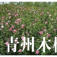 青州木槿