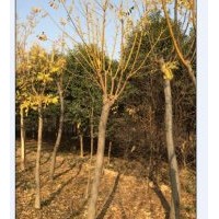 出售高接金葉槐、金枝槐
