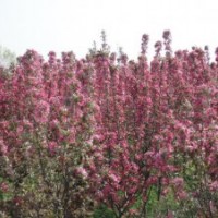 出售速生西府海棠接穗