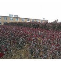 紅寶石海棠小苗